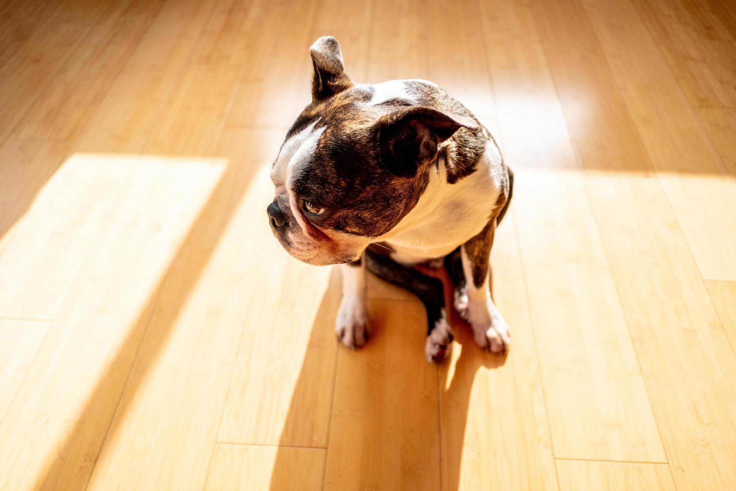 französische bulldogge haustier foto