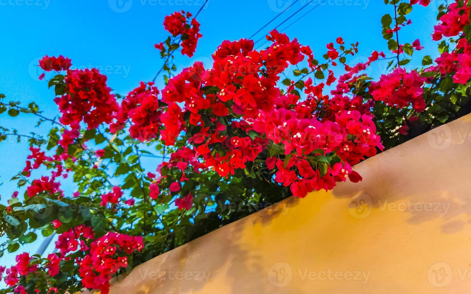 bougainvillea rosa blumen blüten auf bäumen playa del carmen mexiko. foto