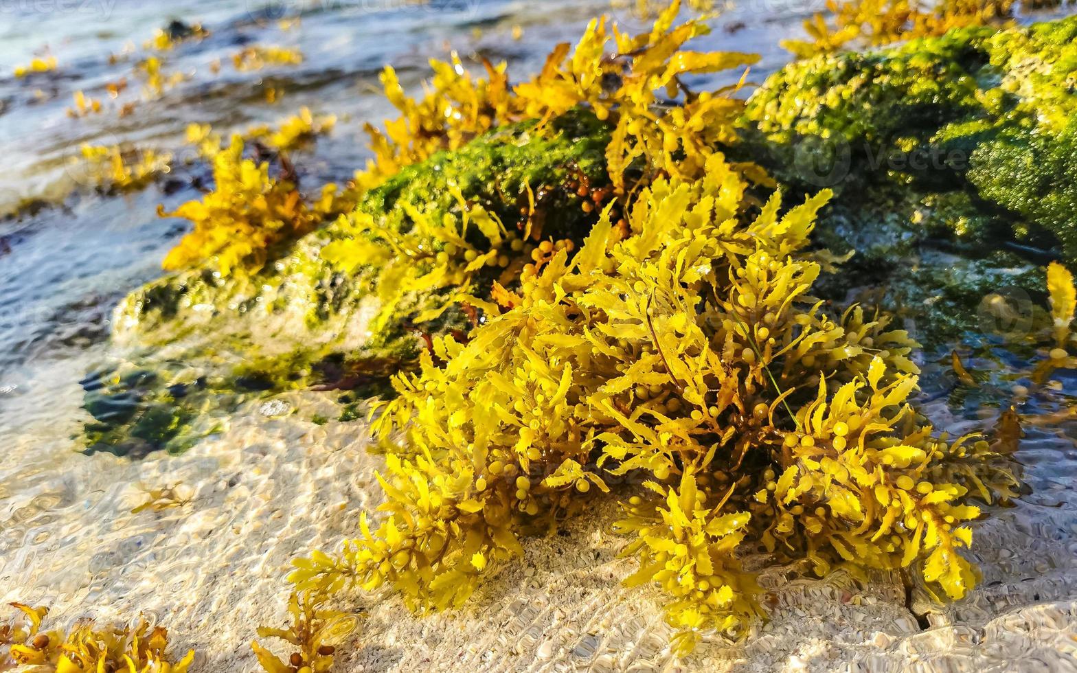 Steine Felsen Korallen mit Seegras im Wasser am Strand von Mexiko. foto