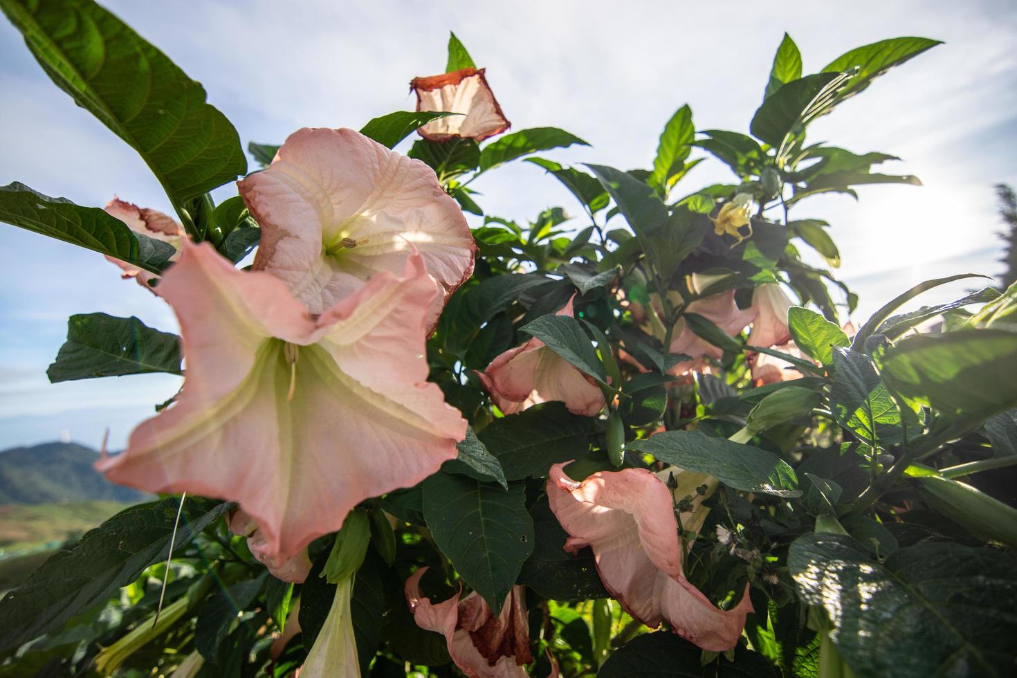 Blume Nahaufnahme Foto