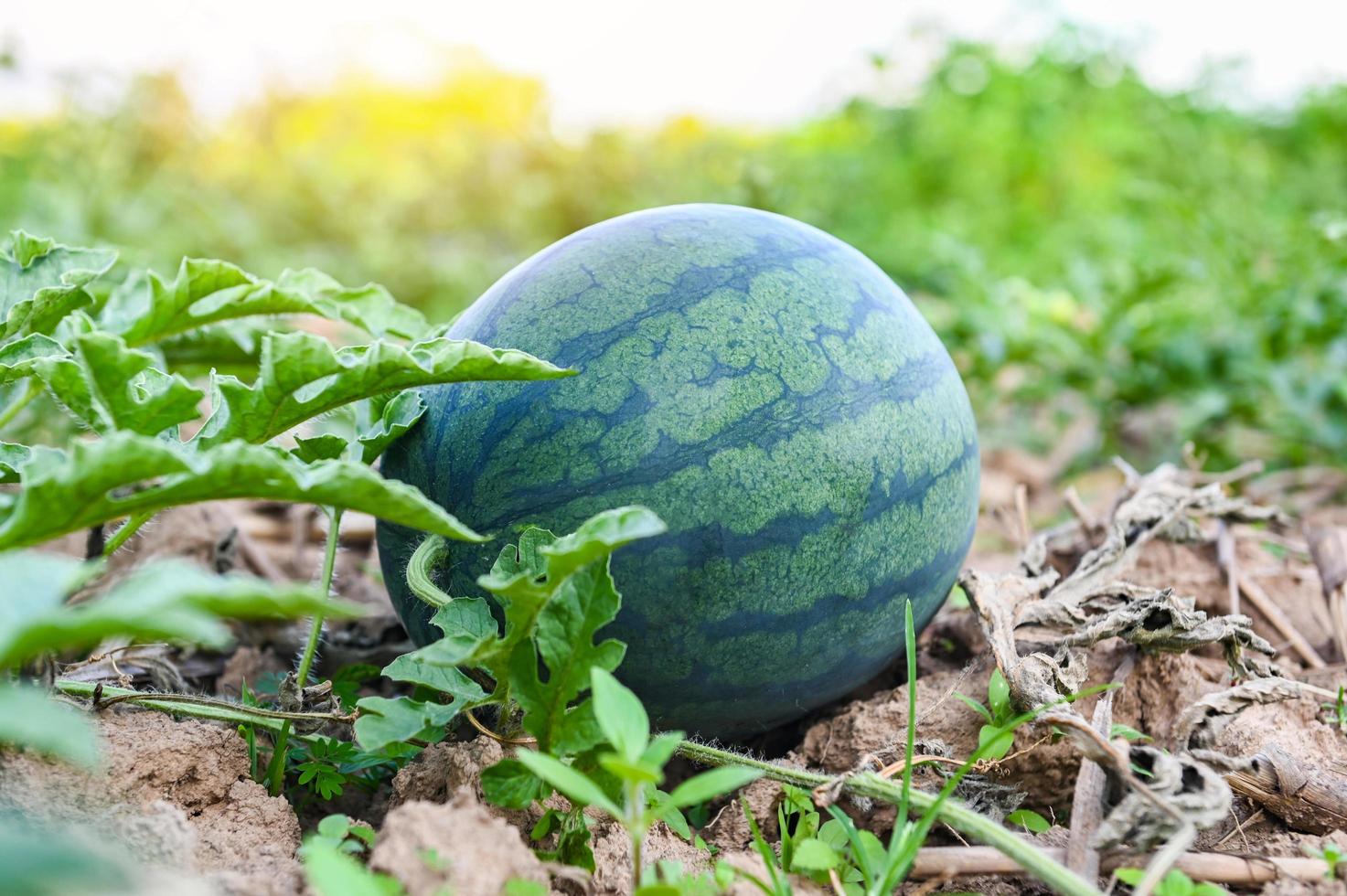 Wassermelone wächst auf dem Wassermelonenfeld - frische Wassermelone auf dem Boden Landwirtschaftsgarten Wassermelonenfarm mit Blattbaumpflanze, Ernte von Wassermelonen auf dem Feld foto