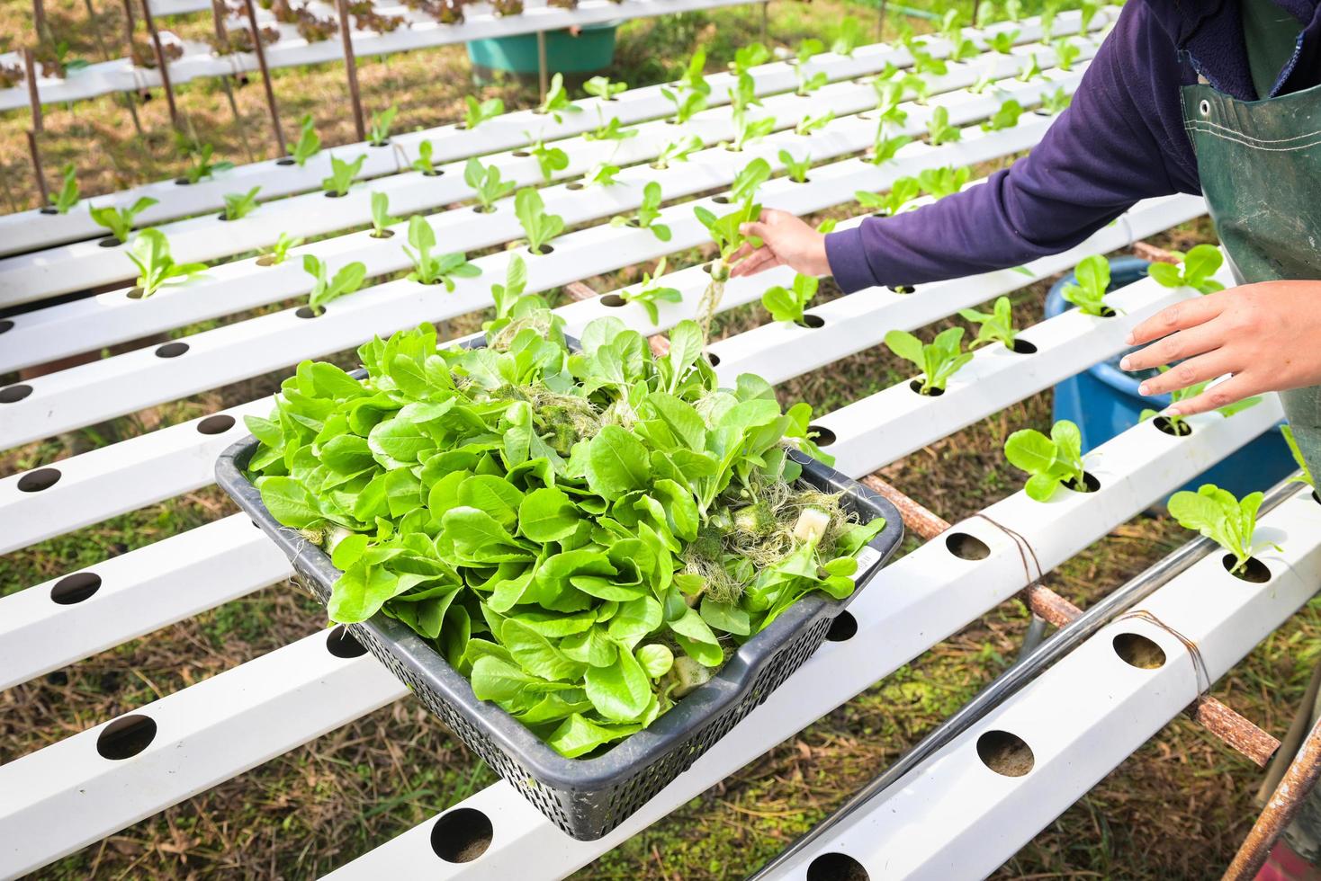 hydroponische pflanzung im hydroponischen gemüsesystem auf hydroponischen farmen grüner cos-salat wächst im garten, gärtner hydroponische pflanzen auf wasser ohne boden landwirtschaft biologischer anbau von pflanzen foto