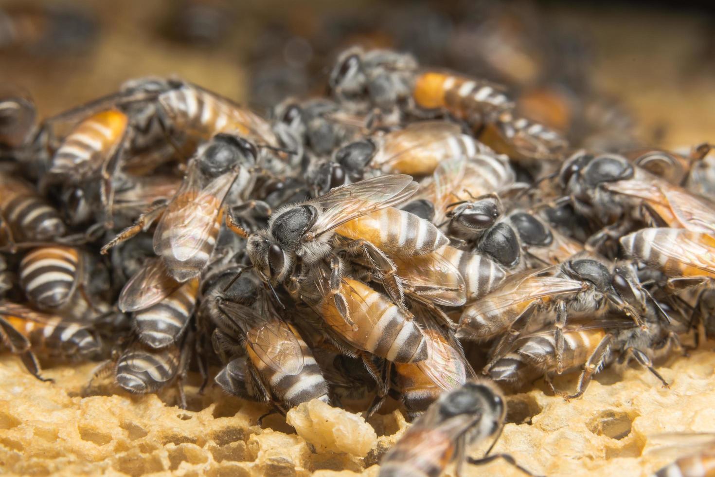 Bienen im Bienenstock foto