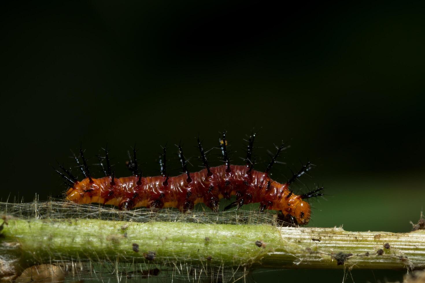 rote Raupennahaufnahme foto