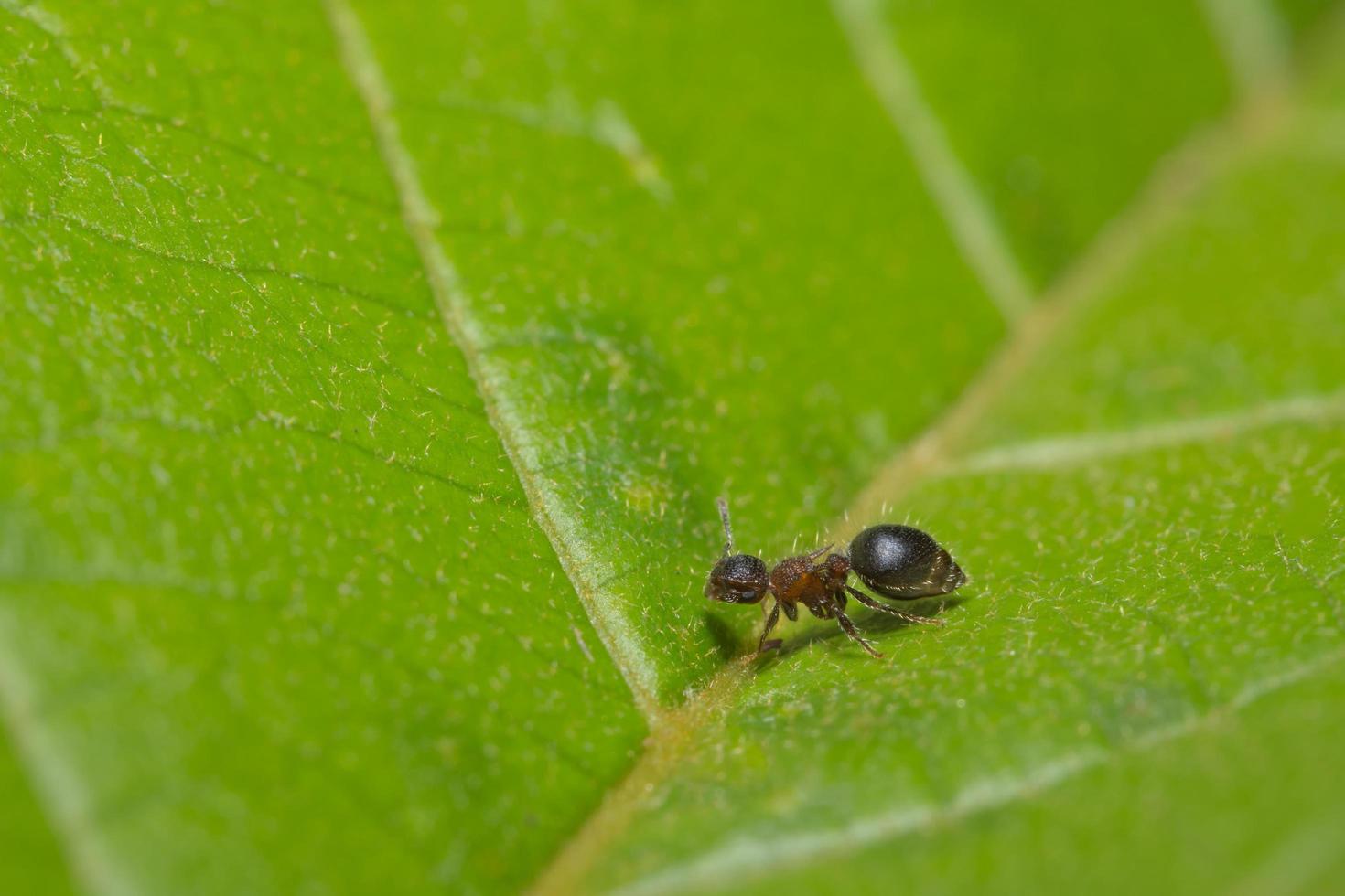 Ameisen auf einem Blatt foto