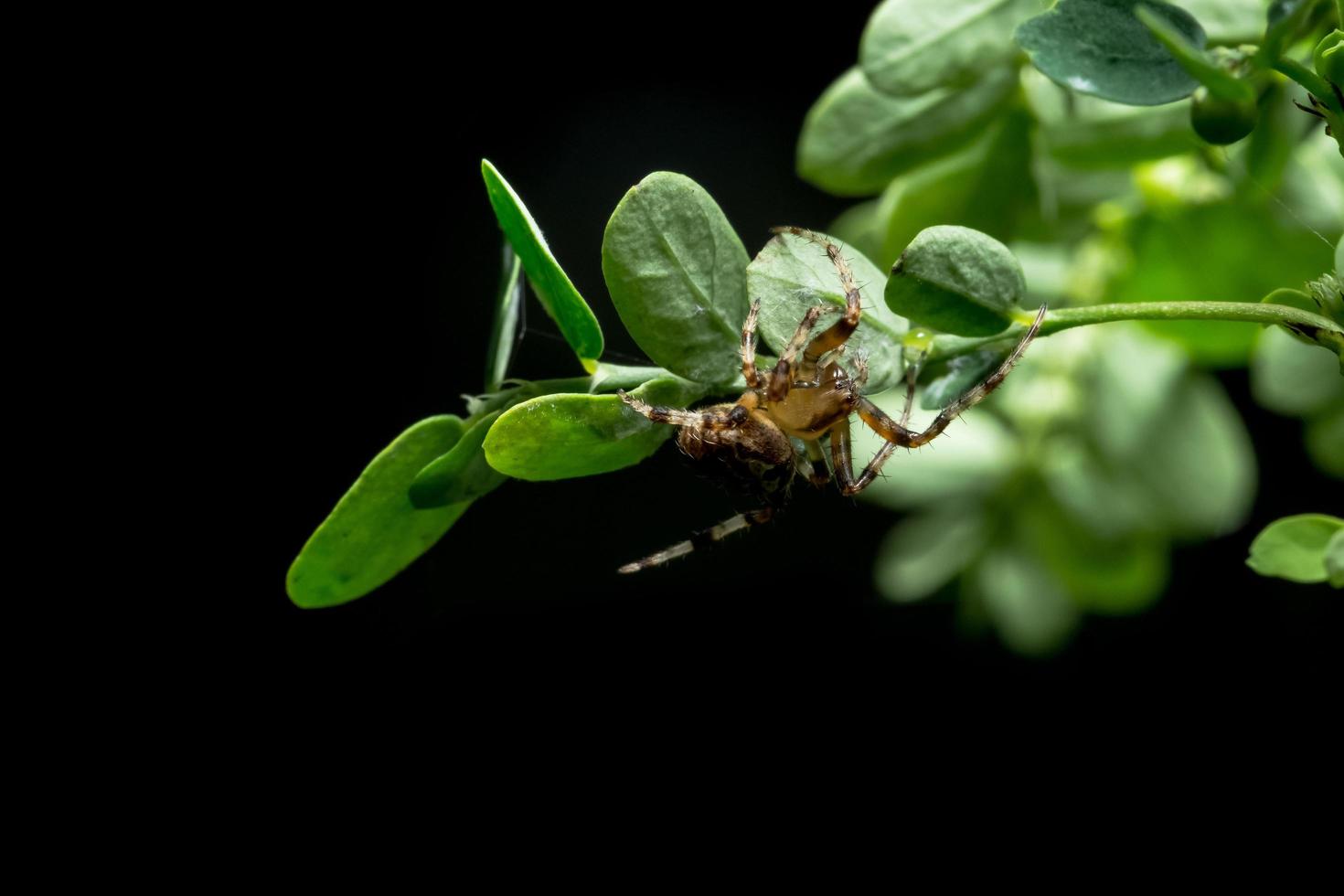 Spinne auf einer Pflanze foto