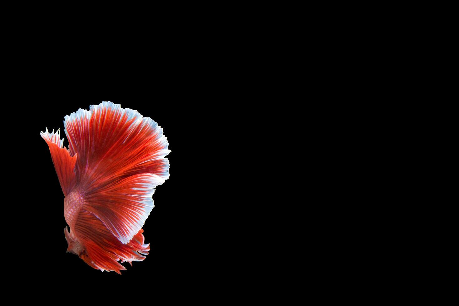 betta splendens schwänze auf schwarzem hintergrund foto