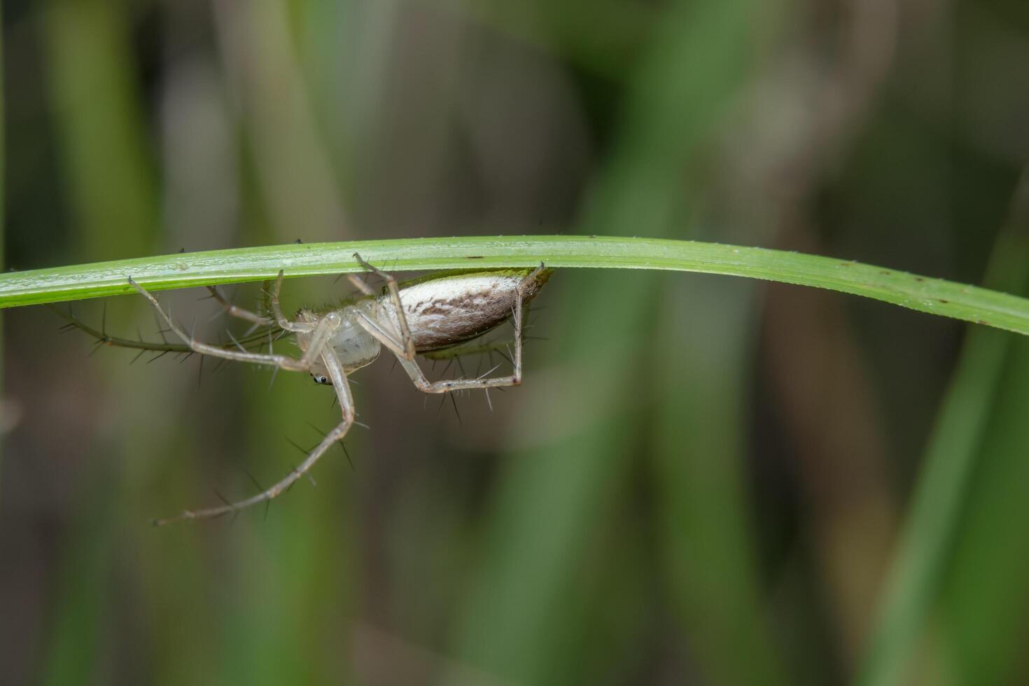 Spinne auf einem grünen Blatt foto