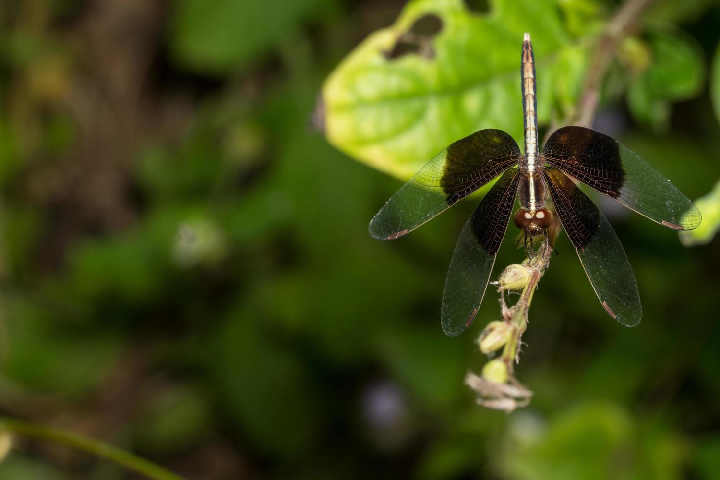 schwarze Libelle auf einer Blume foto