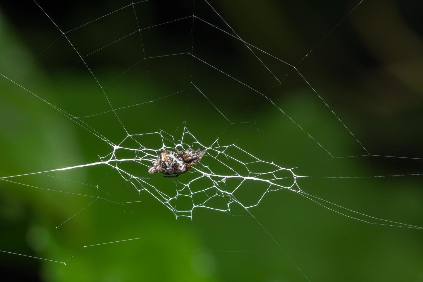 Spinne im Spinnennetz foto