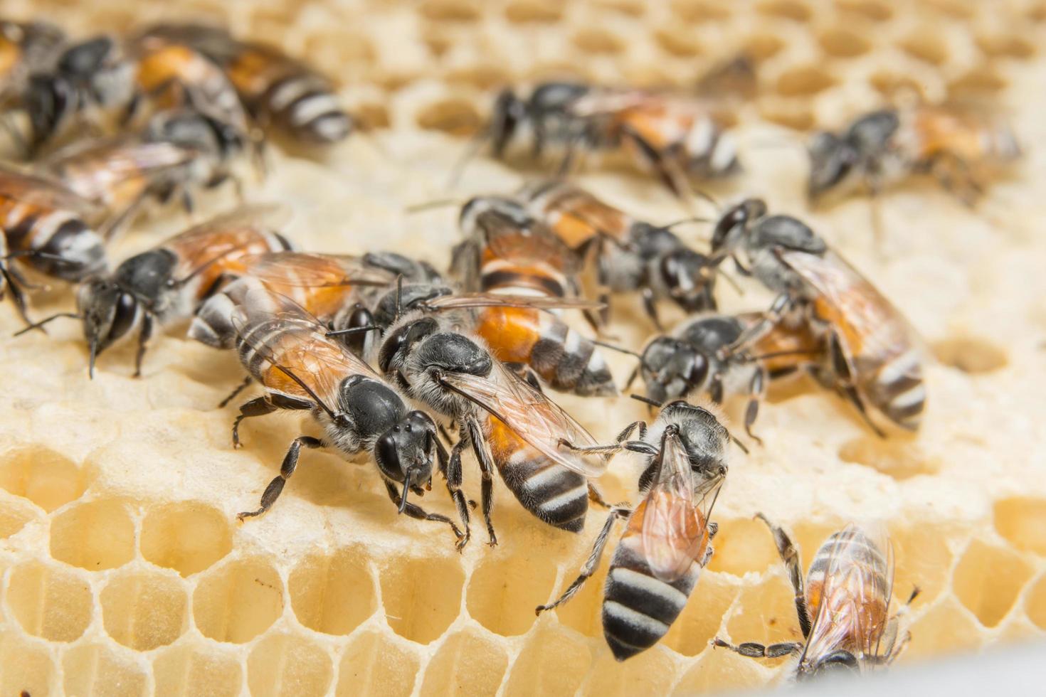 Bienen im Bienenstock foto