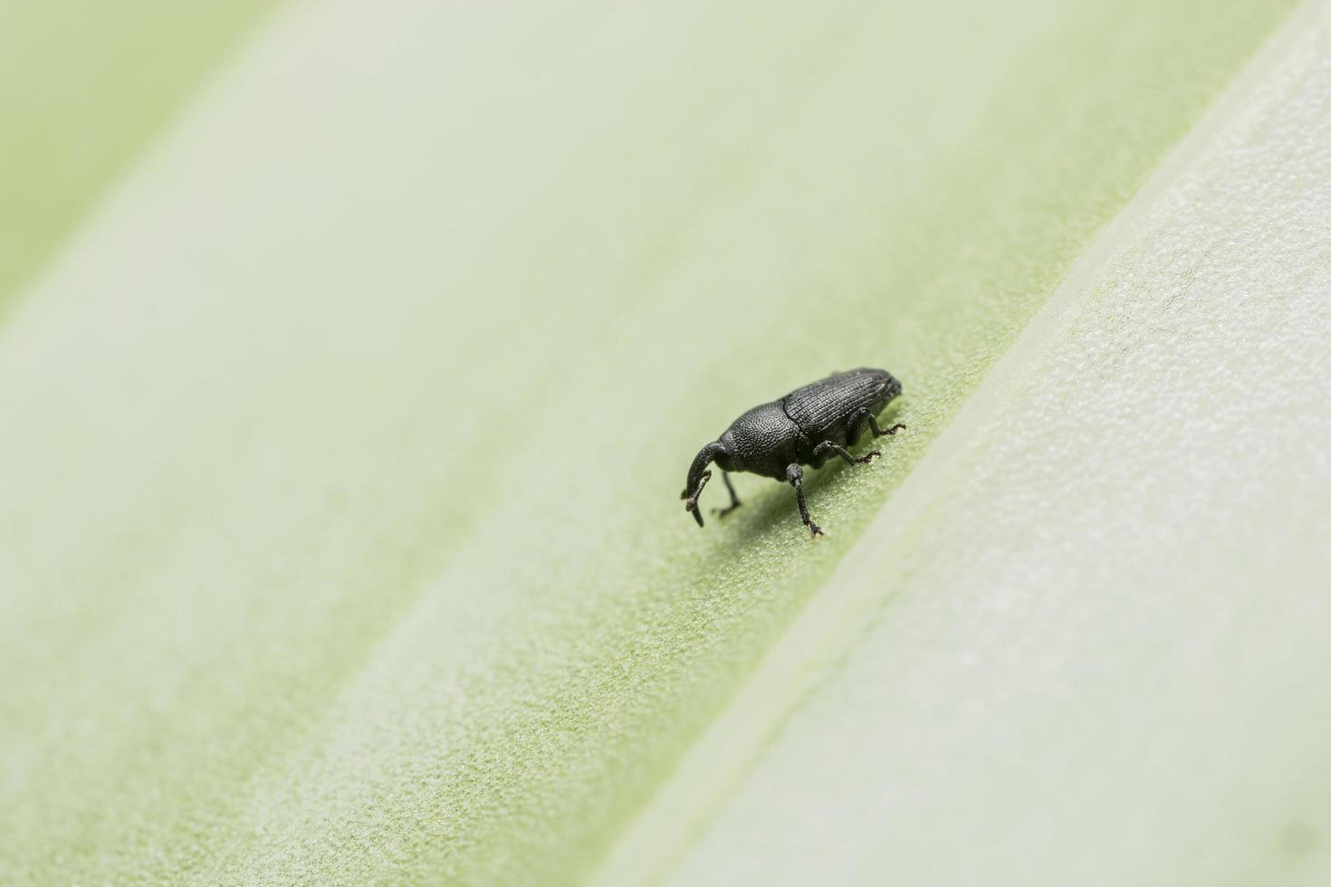 schwarze Ameise auf einem Blatt foto