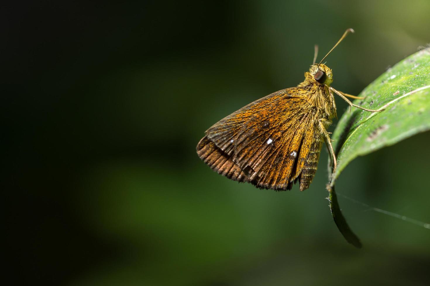 Schmetterling auf einem grünen Blatt foto