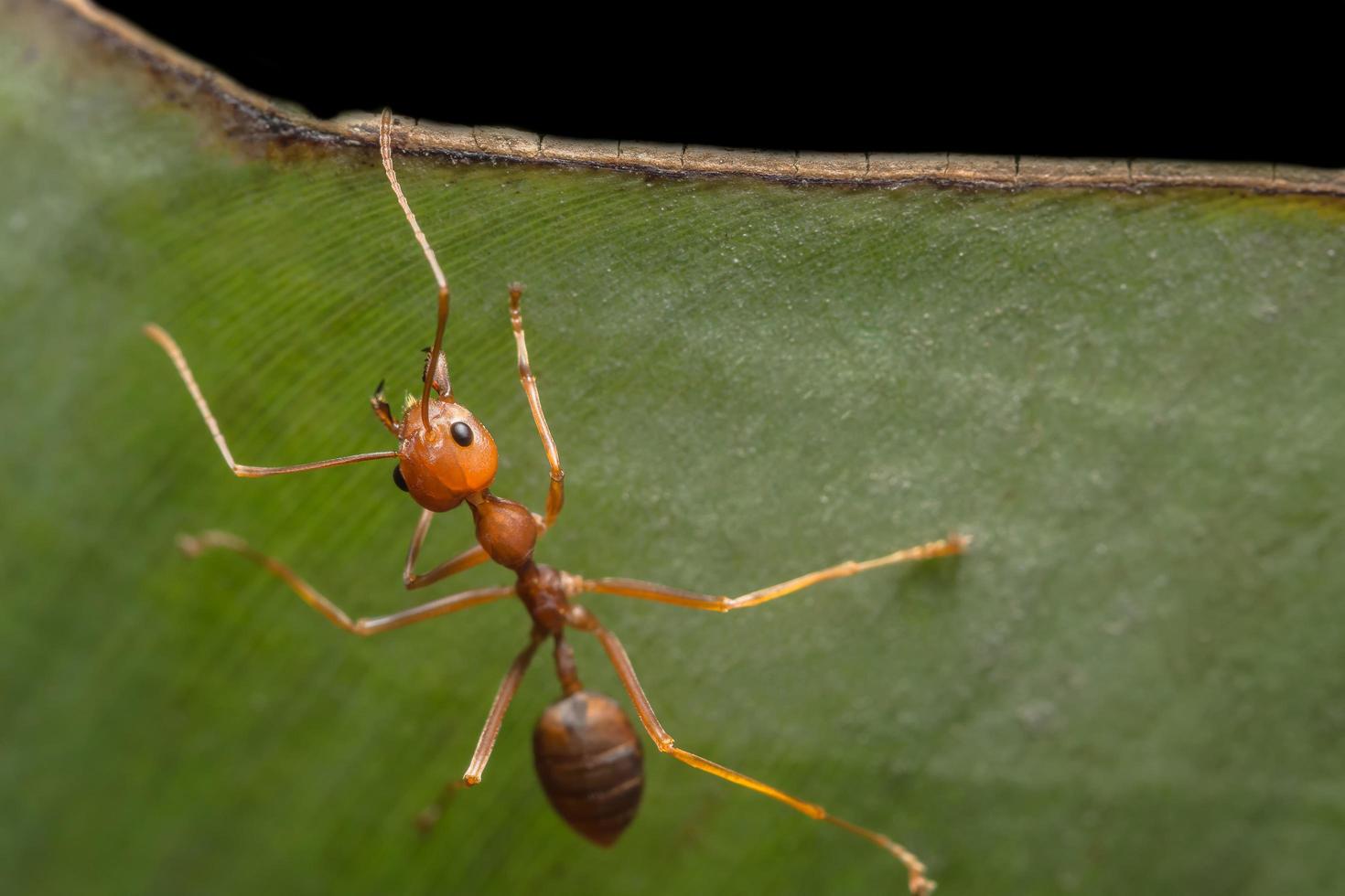 rote Ameise auf einem Blatt foto