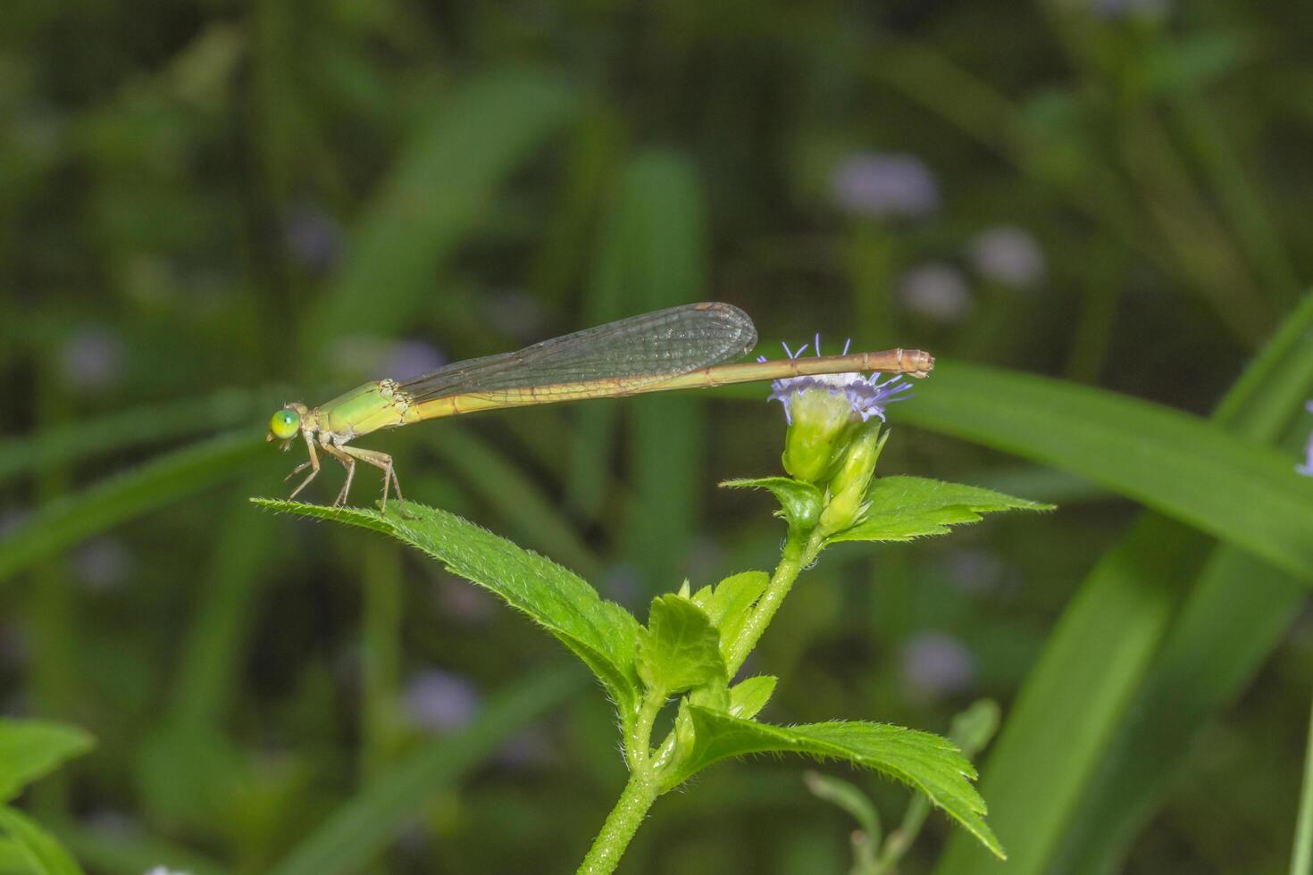 Damselfly auf einer Blume foto