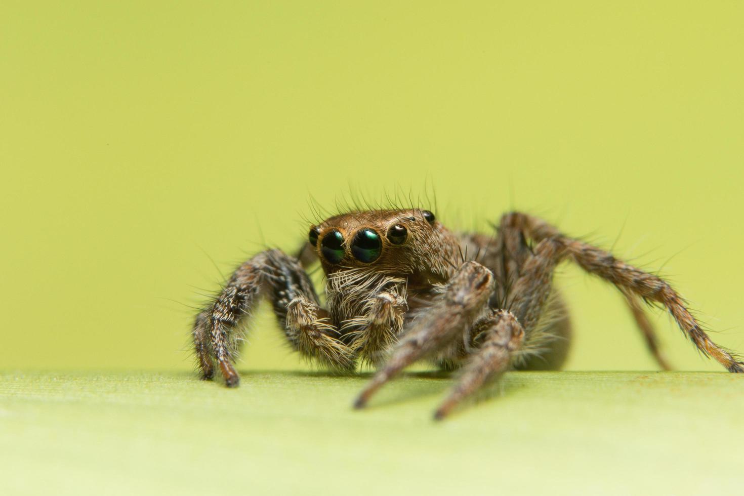 Spinne auf grünem Hintergrund foto