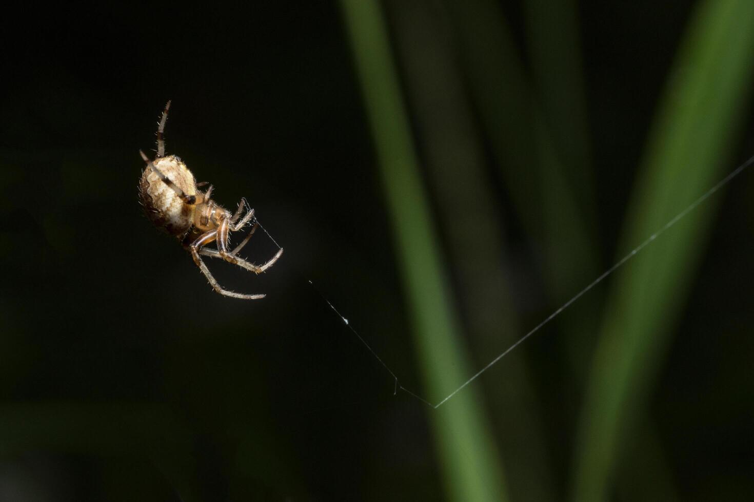 Spinne im Spinnennetz foto