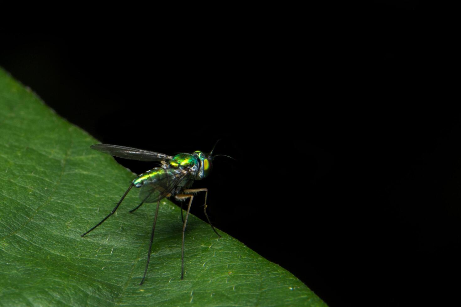 auf einem Blatt fliegen foto