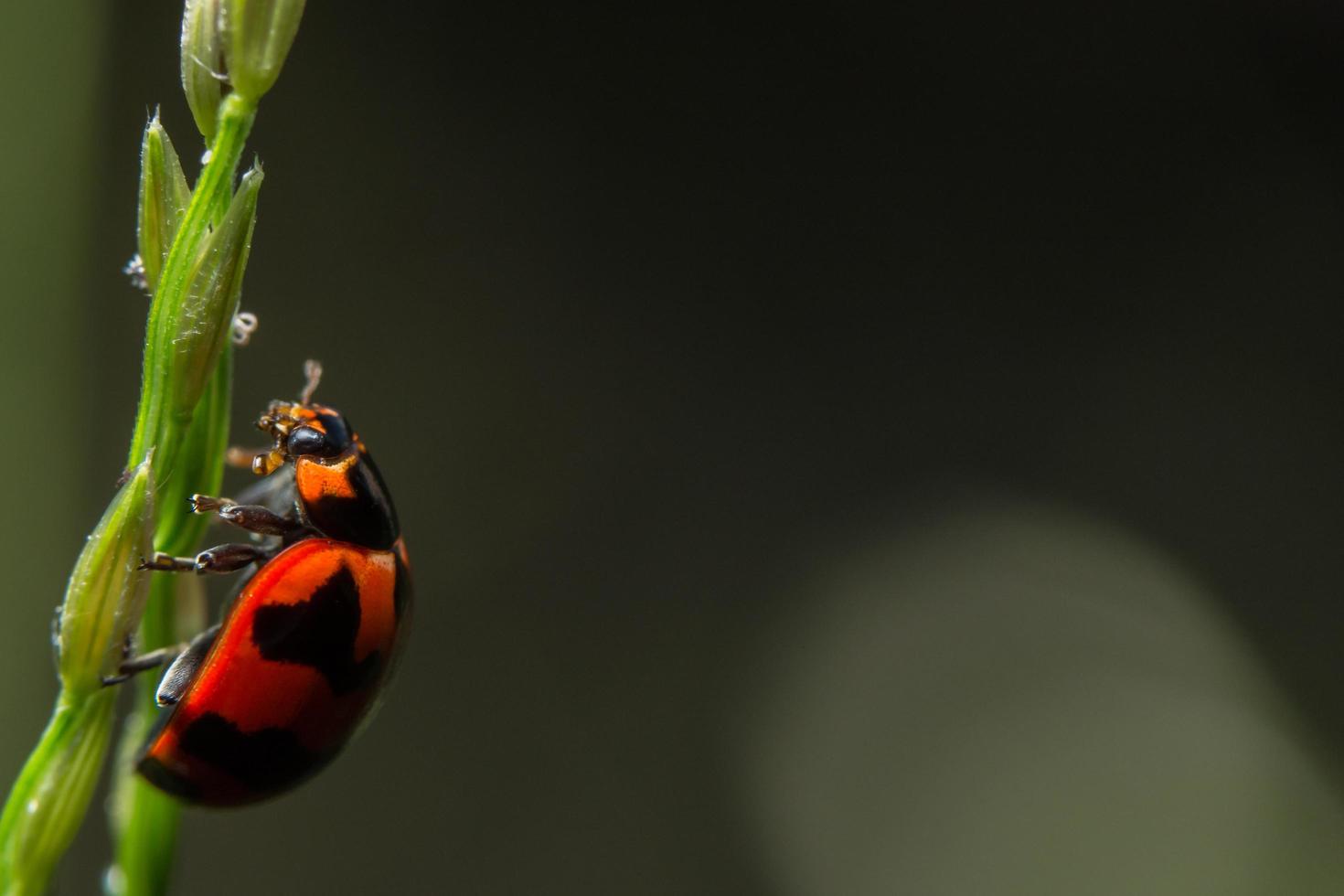 Marienkäfer im Gras foto