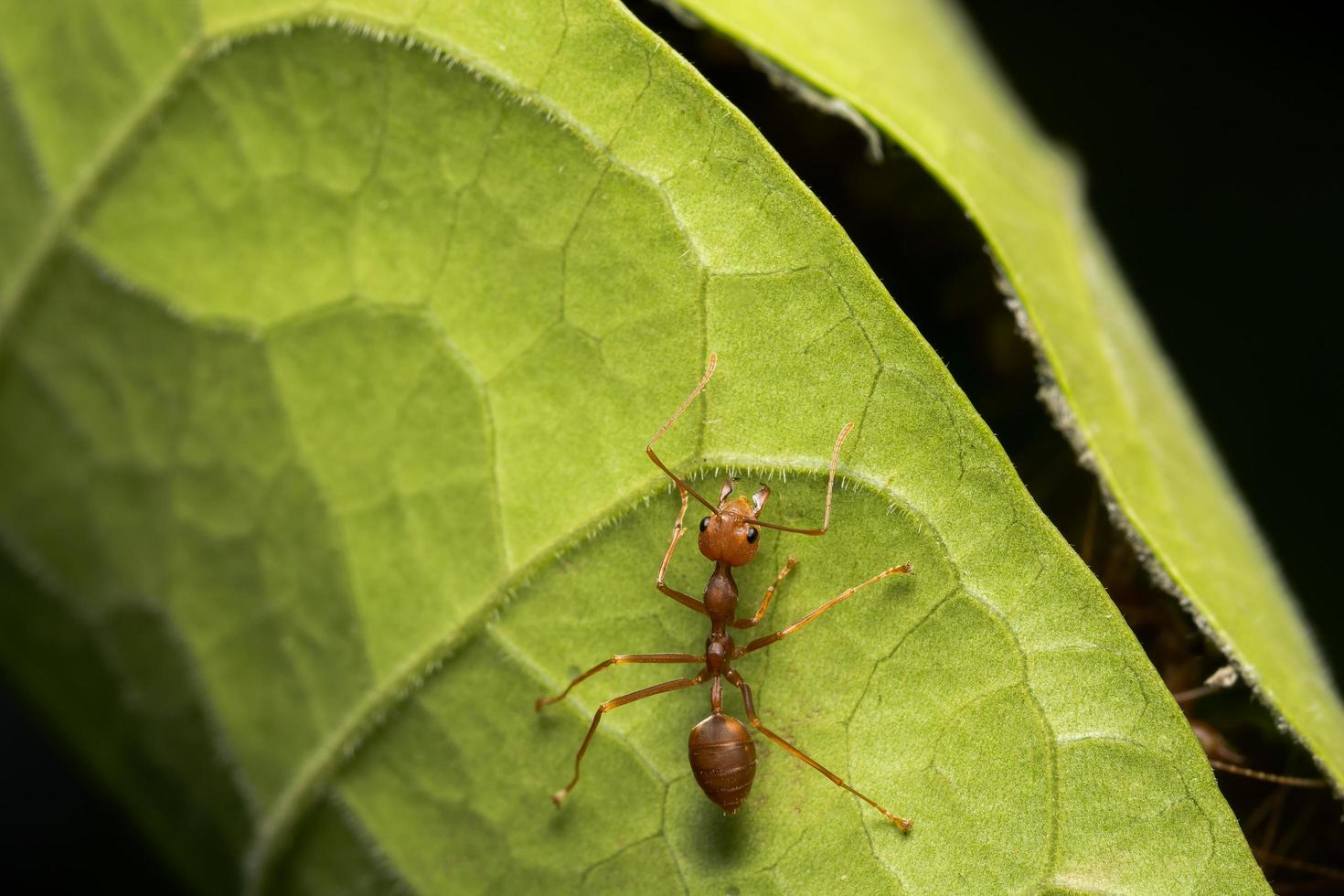 rote Ameise auf einem Blatt foto