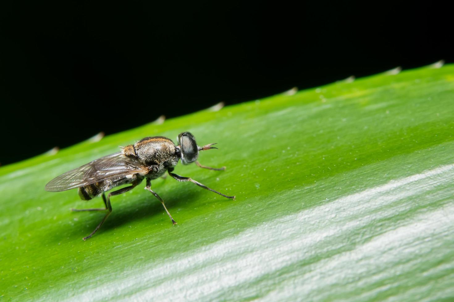 Nahaufnahme der Fliege auf einem Blatt foto