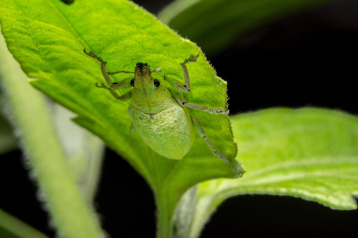 grüner Rüsselkäfer auf einem Blatt foto