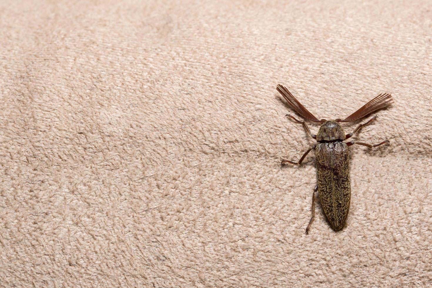 Klicken Sie auf Käfer auf braunem Hintergrund foto