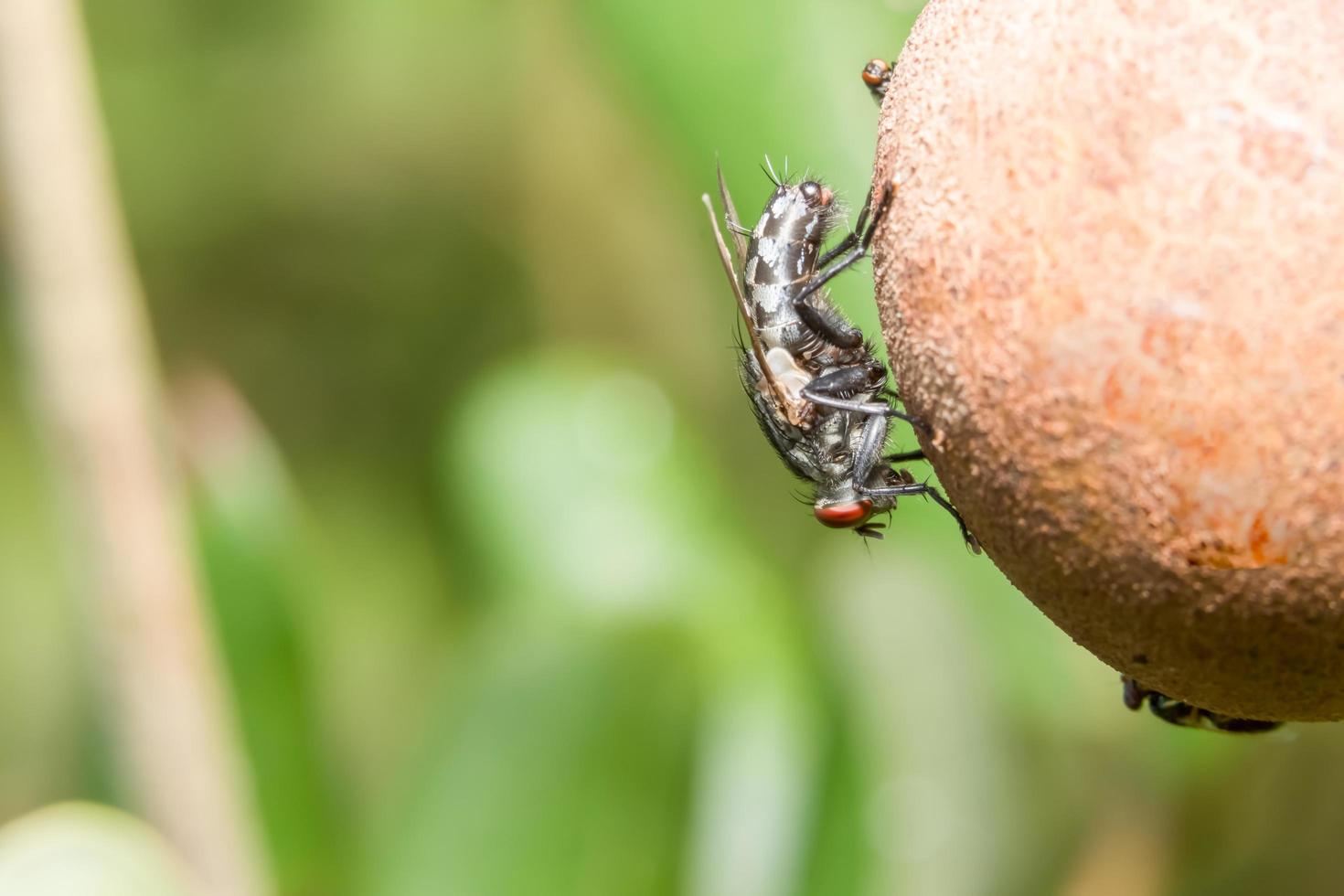 auf einer Pflanze fliegen foto