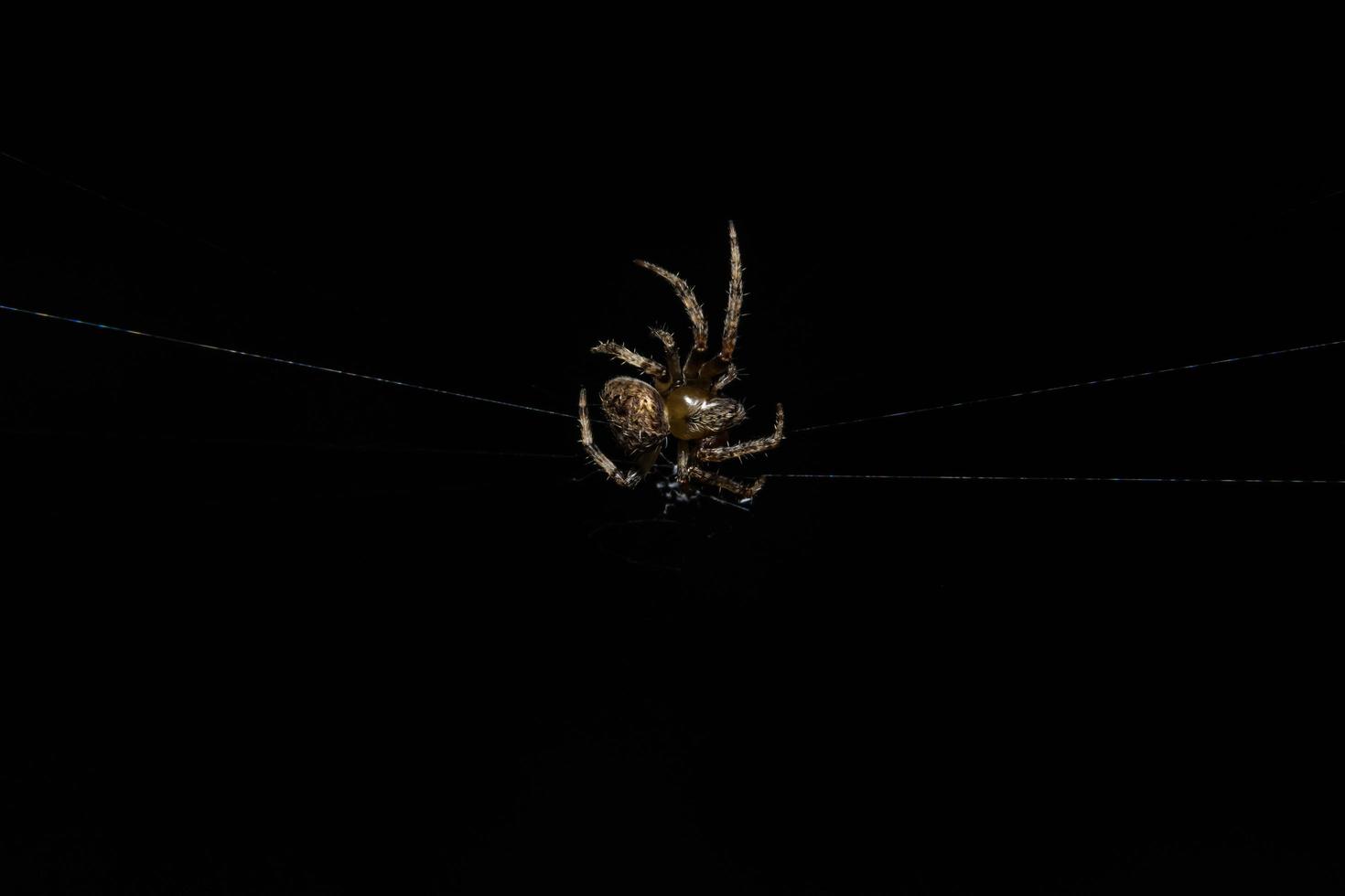 Spinne im Spinnennetz foto