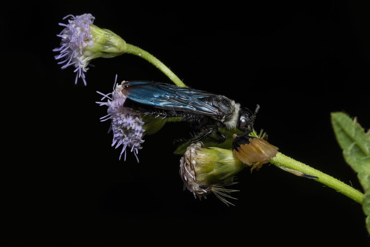 Insekt auf einer Blume foto