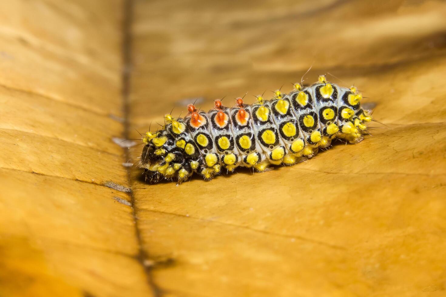 Raupe auf einem trockenen Blatt foto