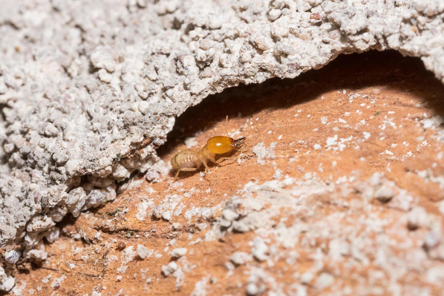 Termite auf einem Baumstamm foto