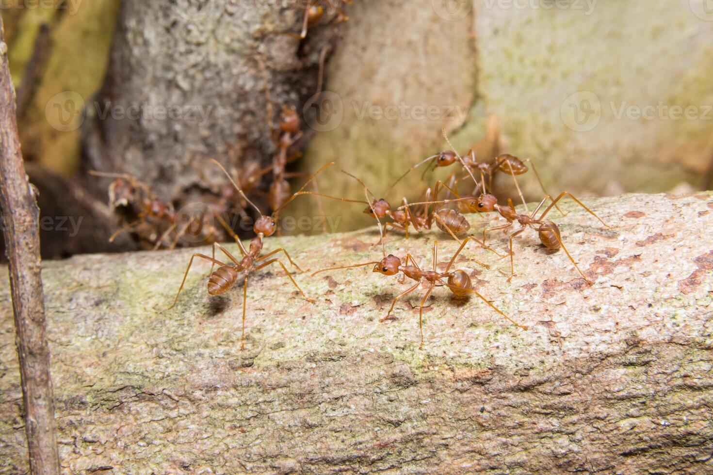 rote Ameisen auf einem Baum foto