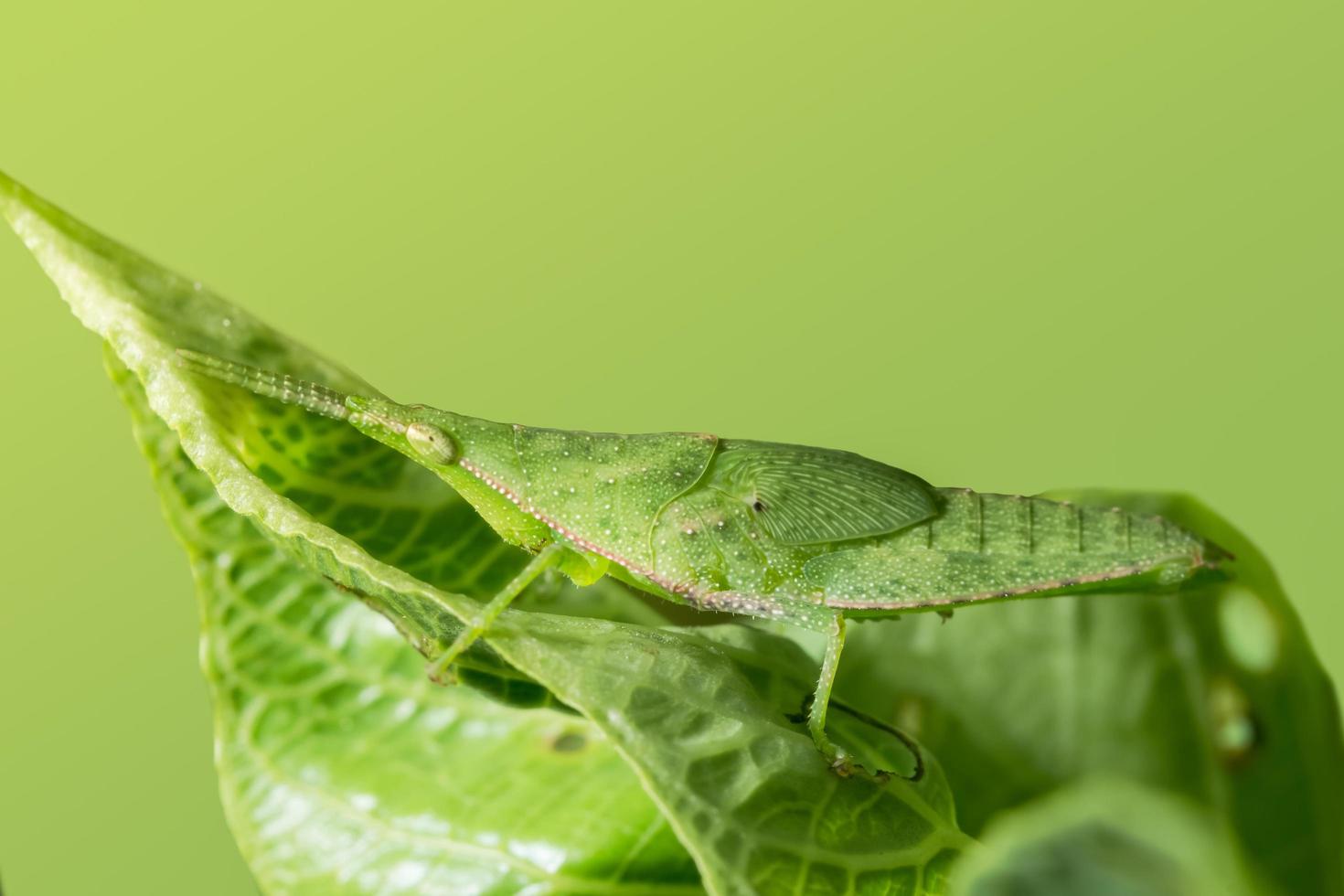 Heuschrecke auf einem Blatt foto