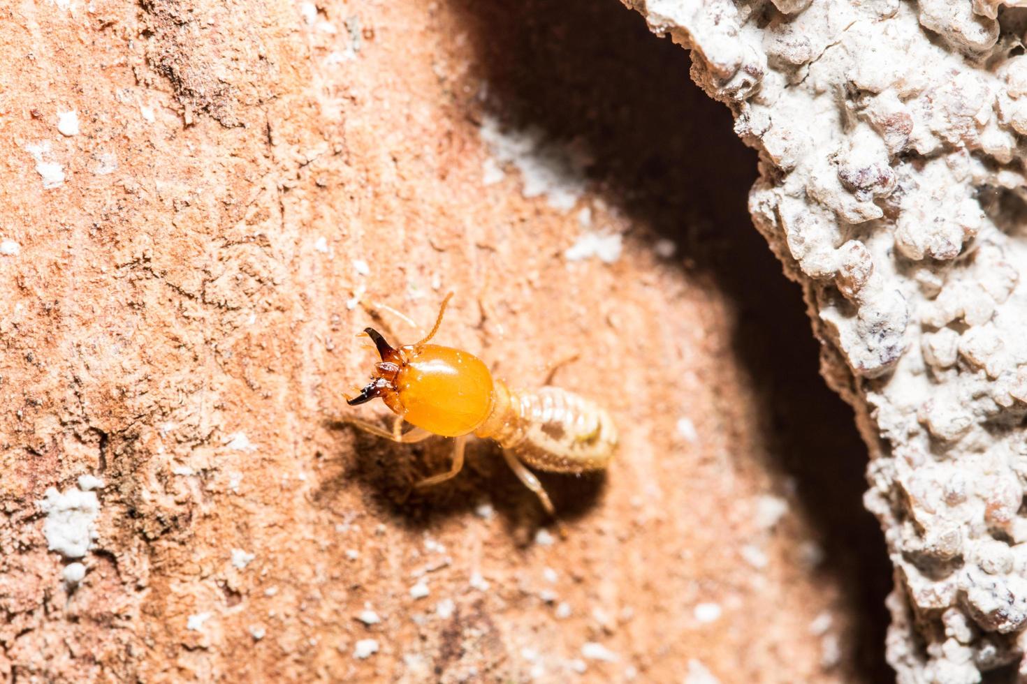 Termite auf einem Baumstamm foto