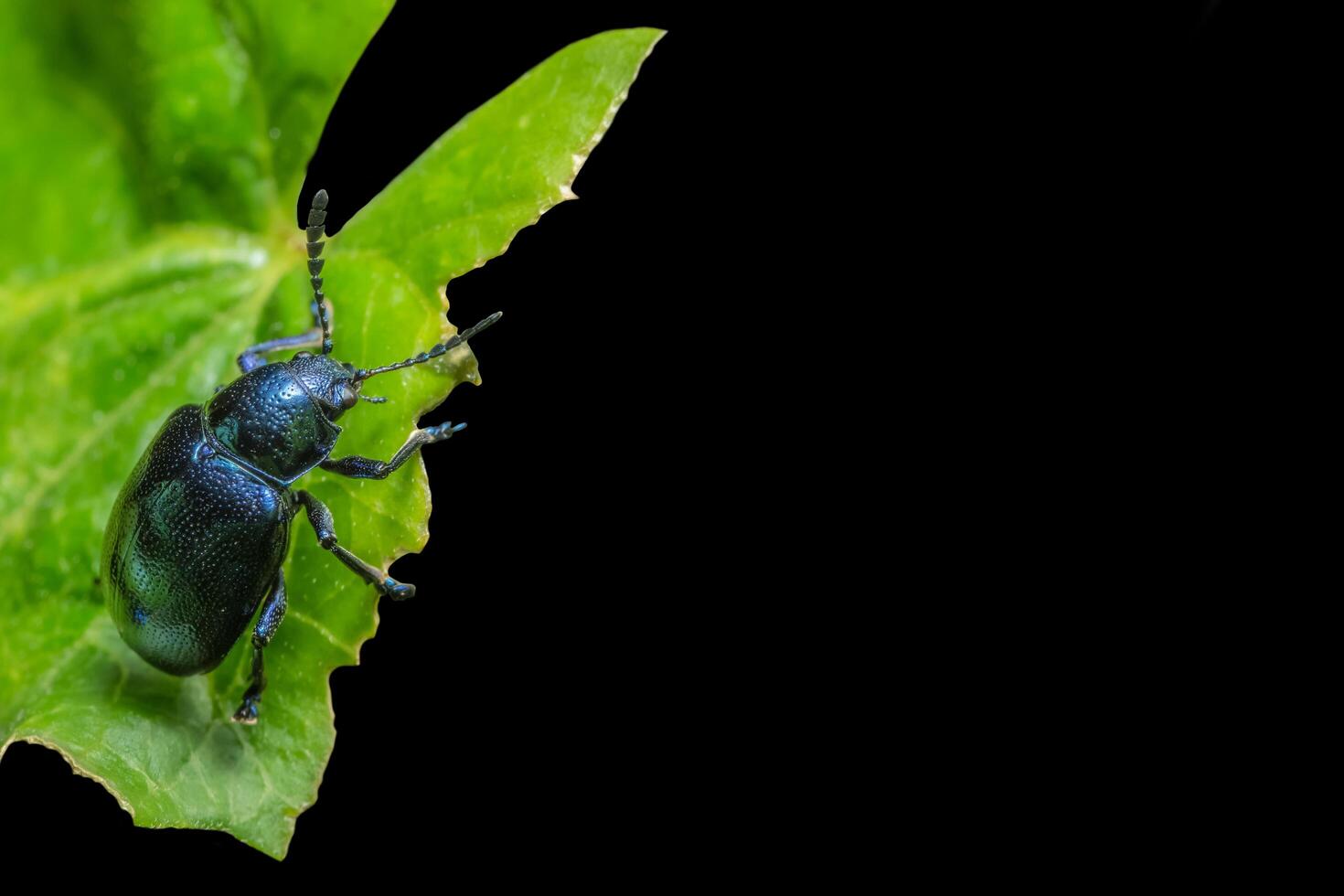 blauer Käfer auf einem Blatt foto