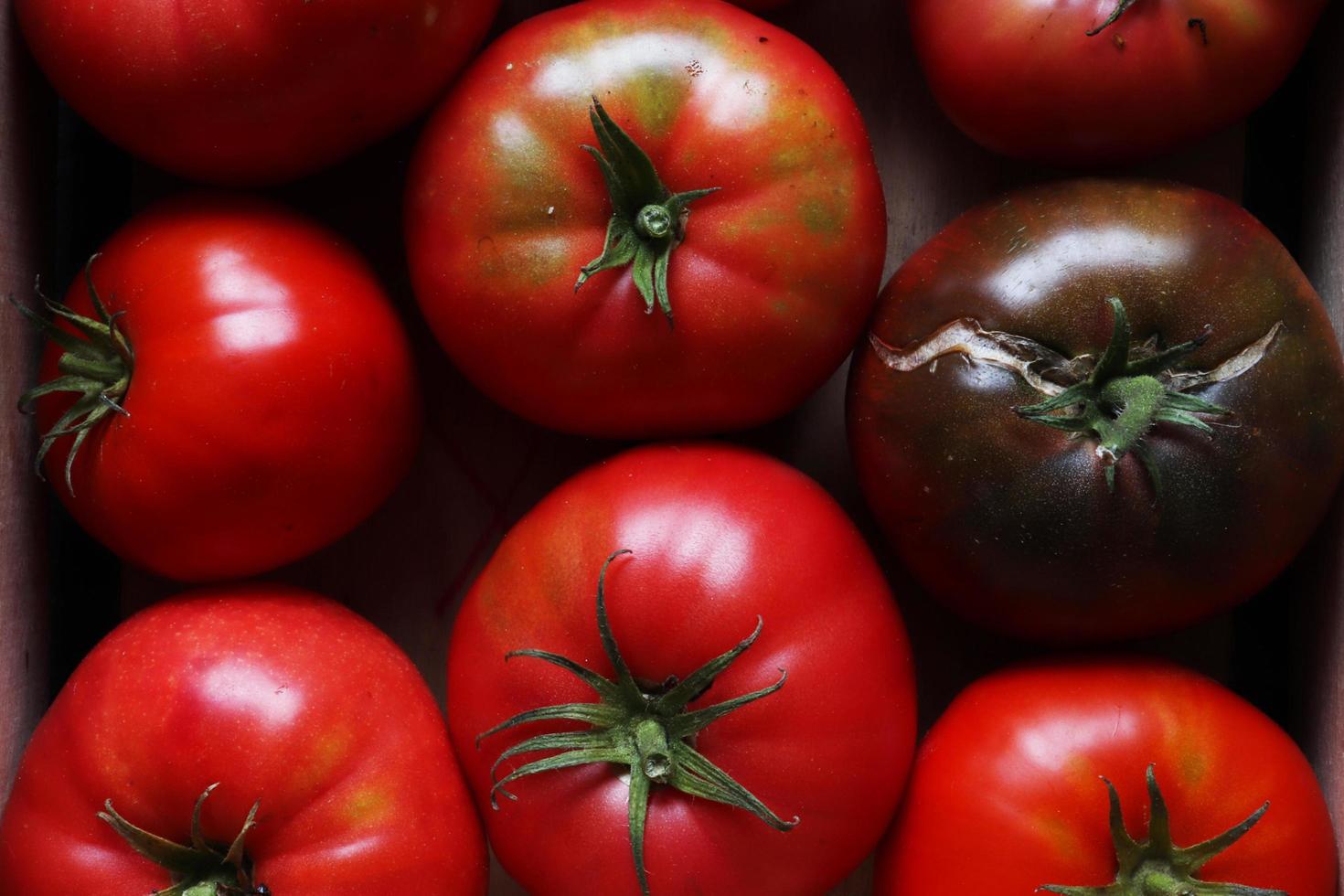 Nahaufnahme von Tomaten foto