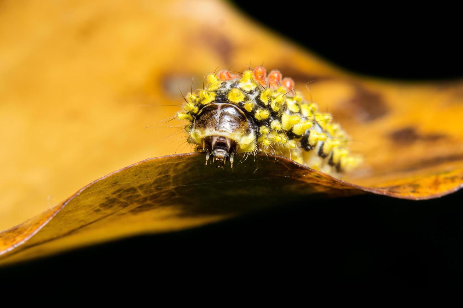 gelbe Raupe auf einem Blatt foto