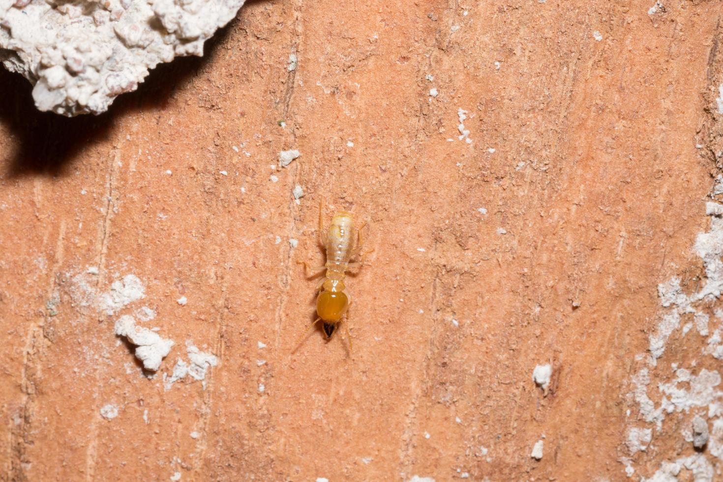 Termite auf einem Baumstamm foto