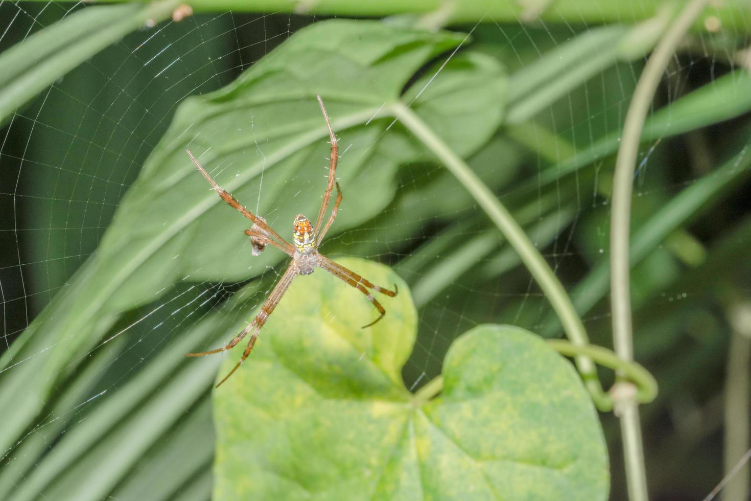 Spinne im Spinnennetz foto