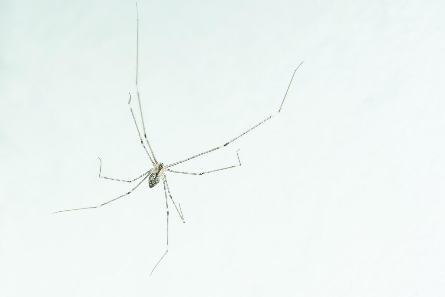 Spinne auf weißer Wand foto