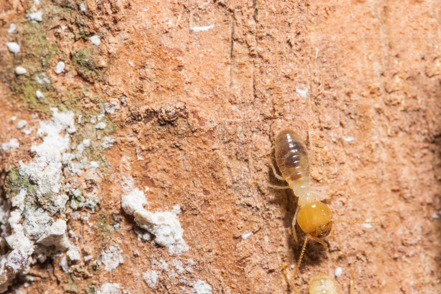 Termite auf einem Baumstamm foto