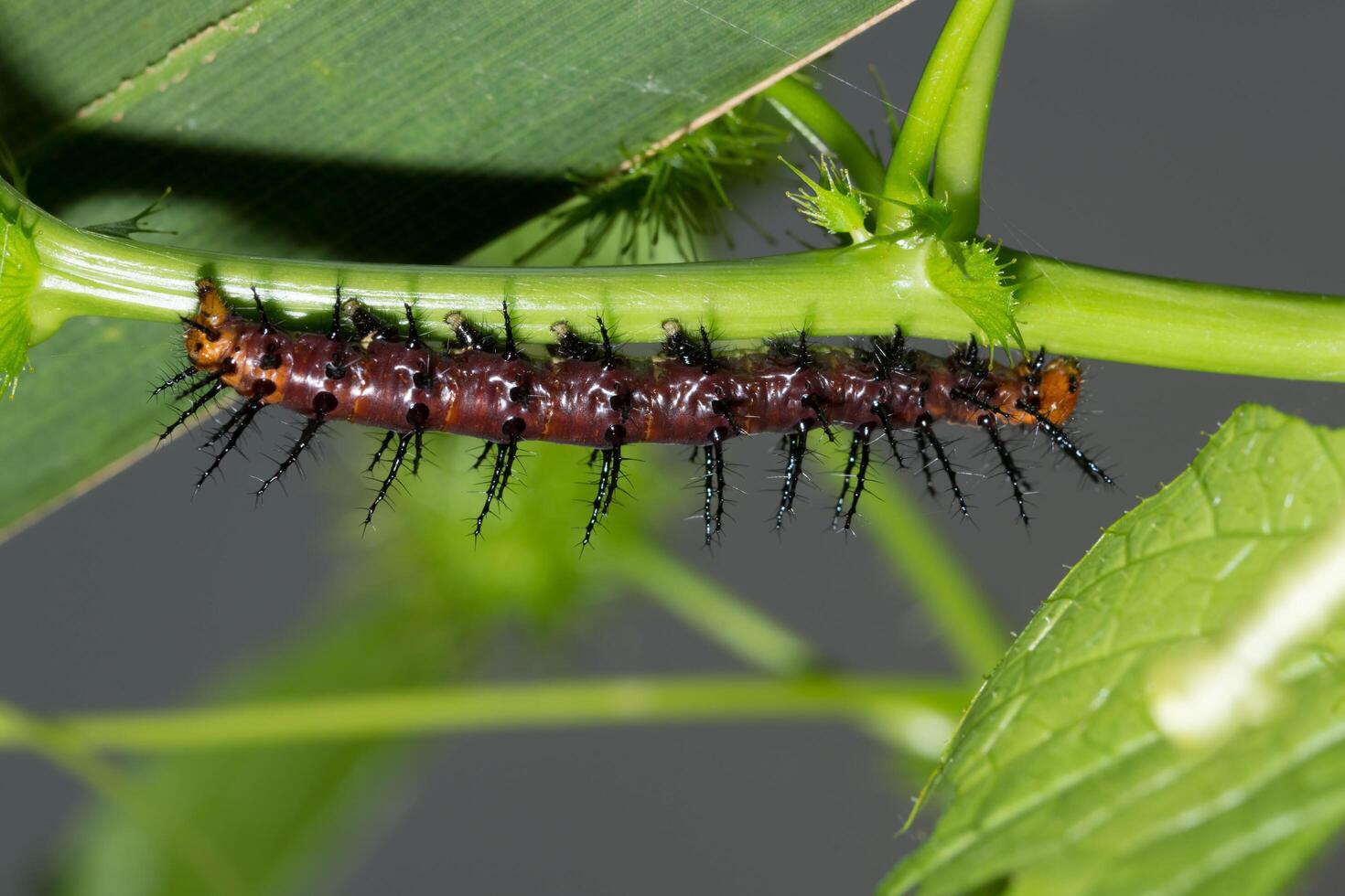 Wurm auf einem Ast foto