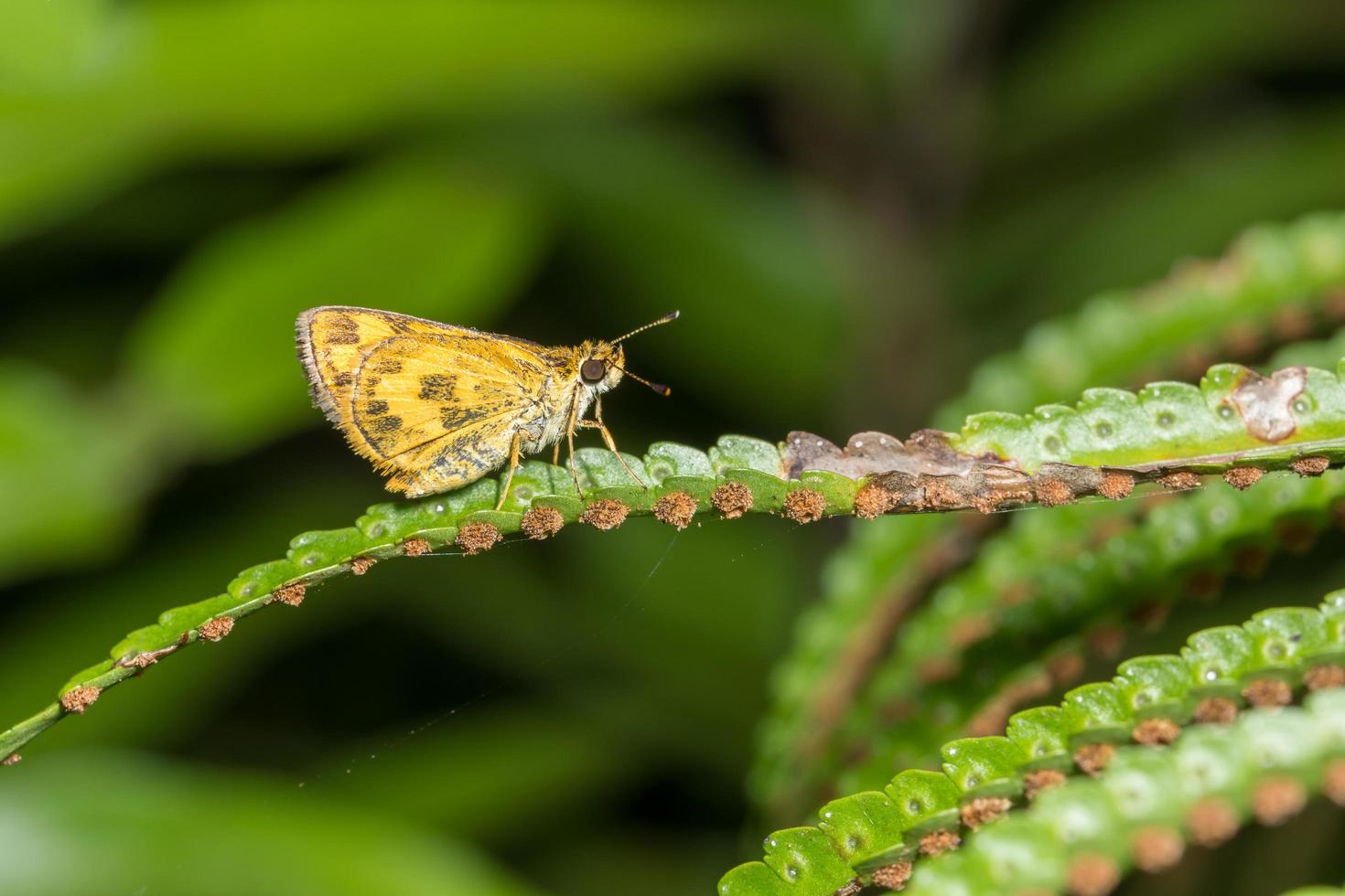 Schmetterling auf einem Blatt foto