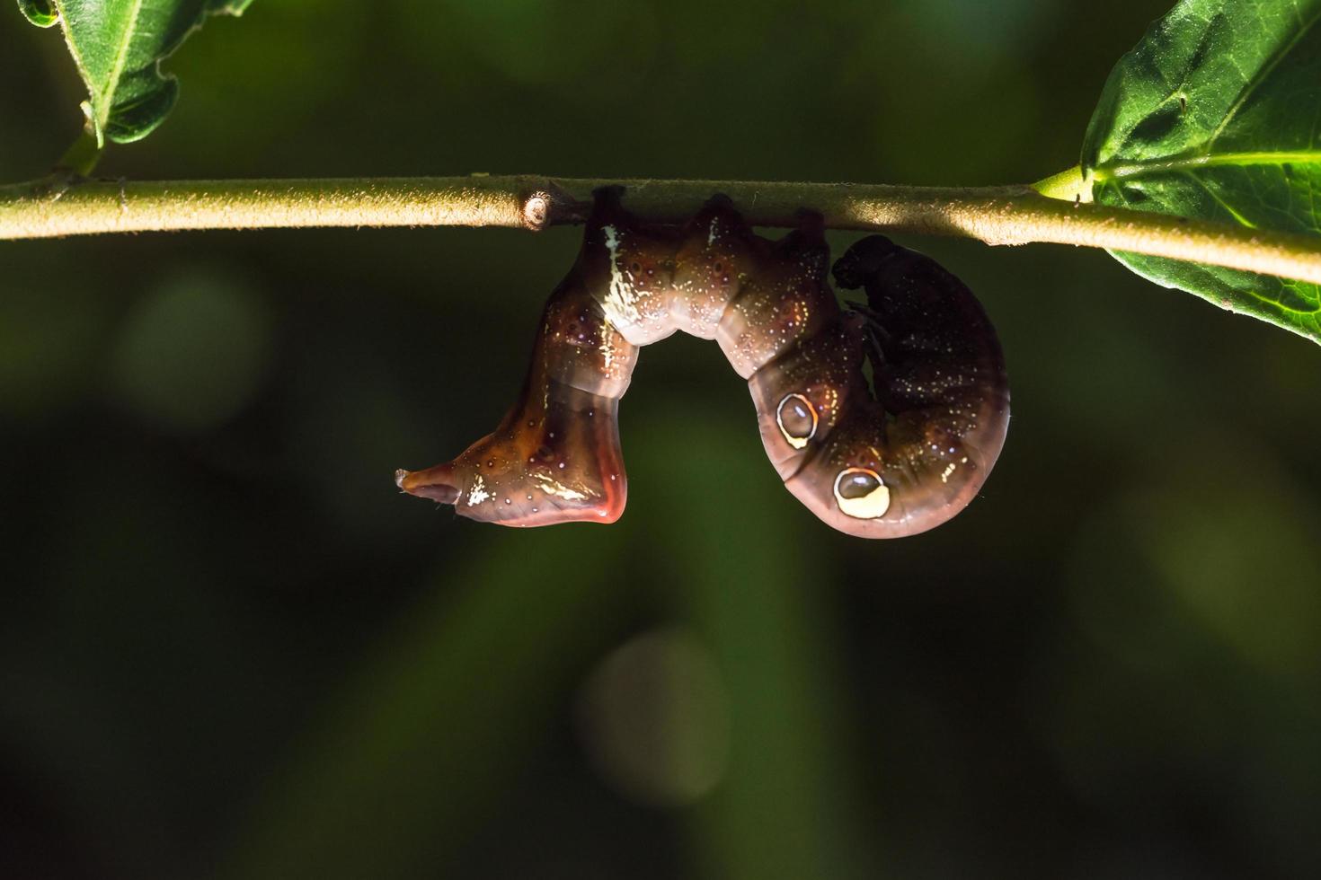 Wurm auf dem Ast foto