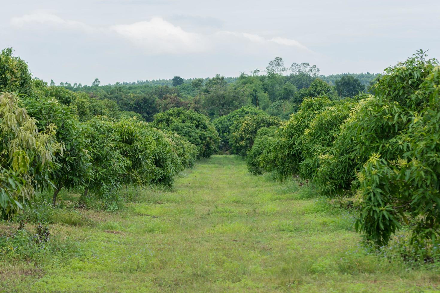 Mangofarm in Thailand foto