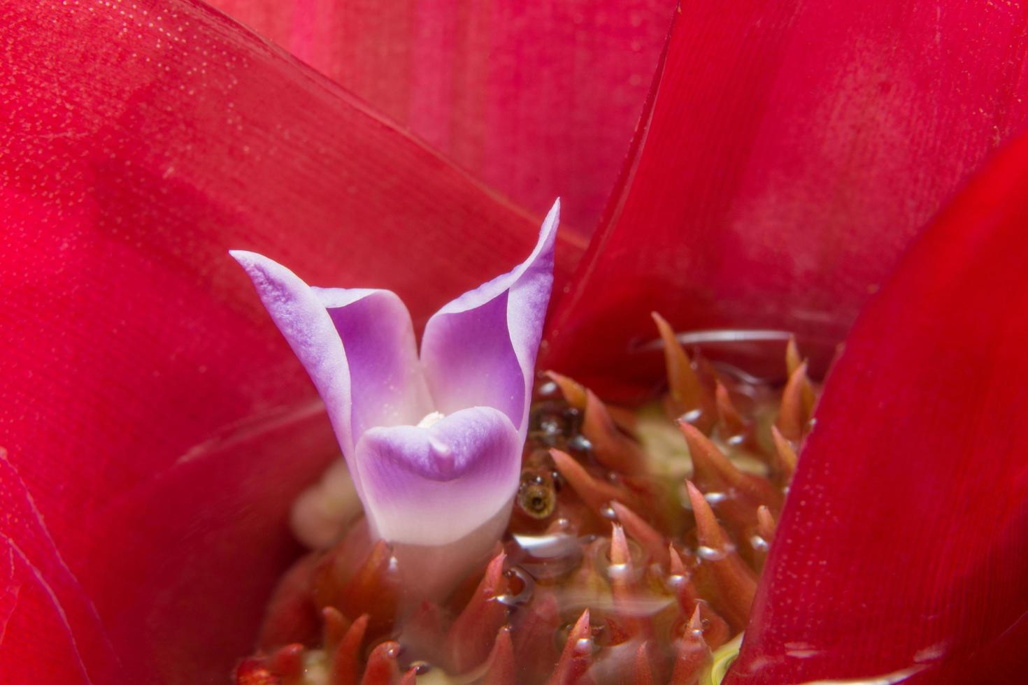 Ananasblume Nahaufnahme foto