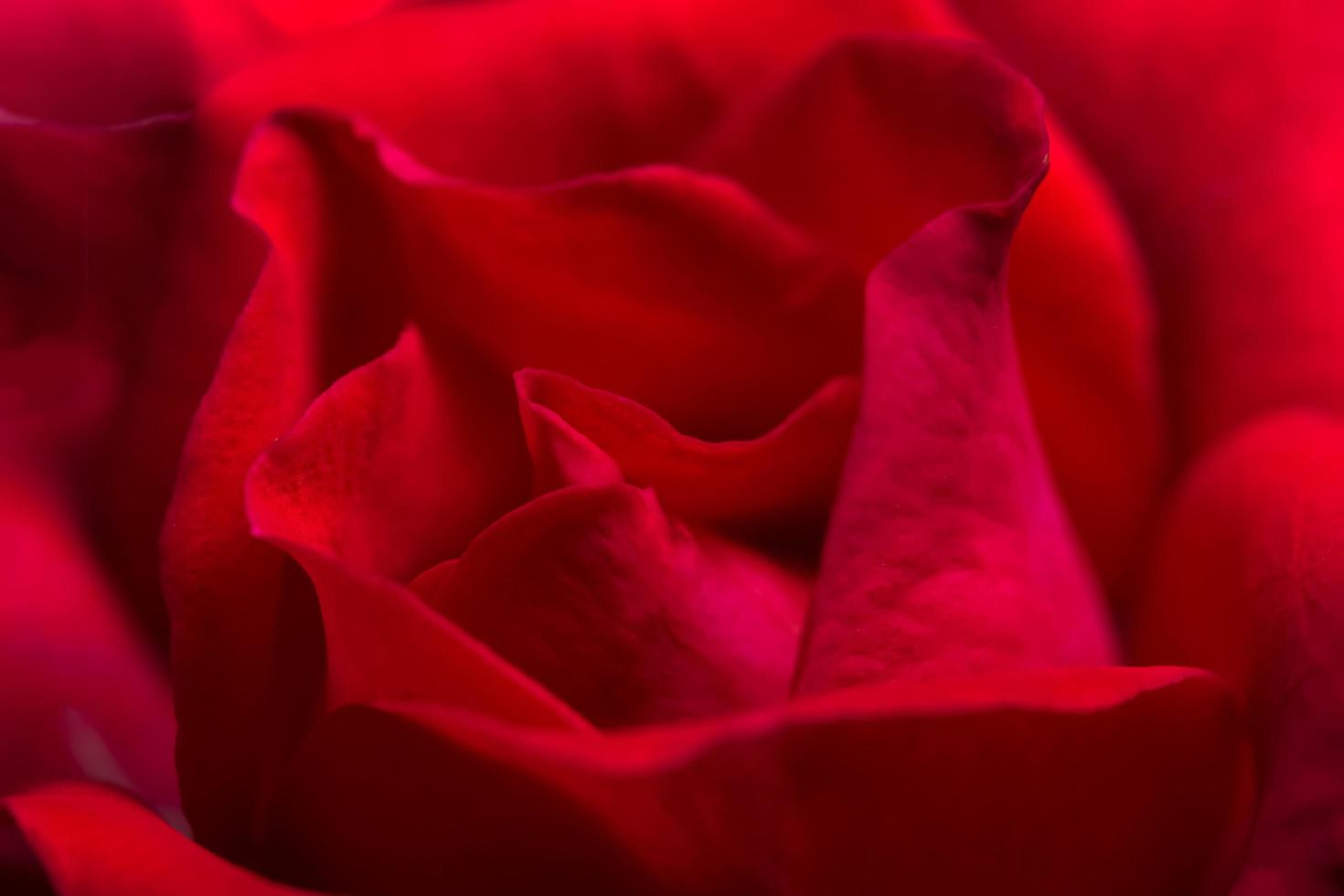 Hintergrund der roten Rosen foto