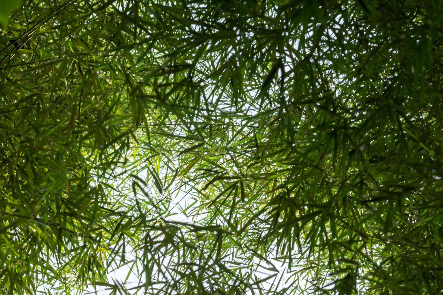 Bambusbäume und Blätter foto