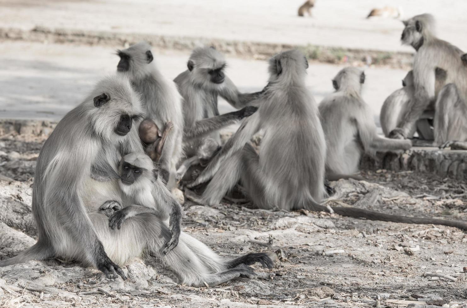 Gruppe von Affen foto